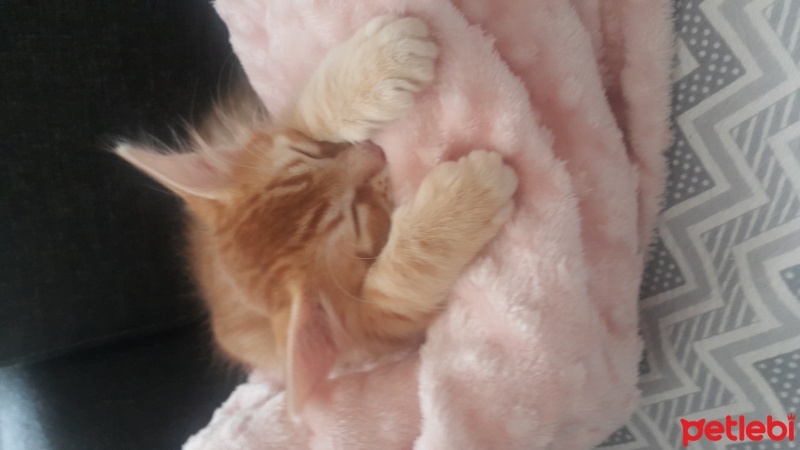Sarman, Kedi  Tarçın fotoğrafı