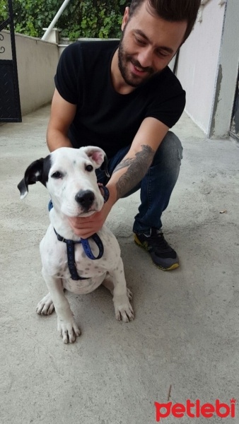 Dogo Arjantin, Köpek  Lex fotoğrafı