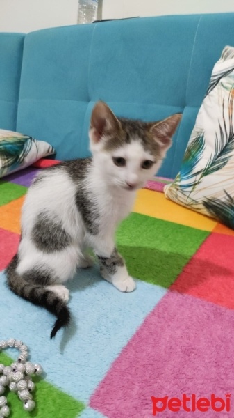 Tekir Kedi, Kedi  Luna fotoğrafı