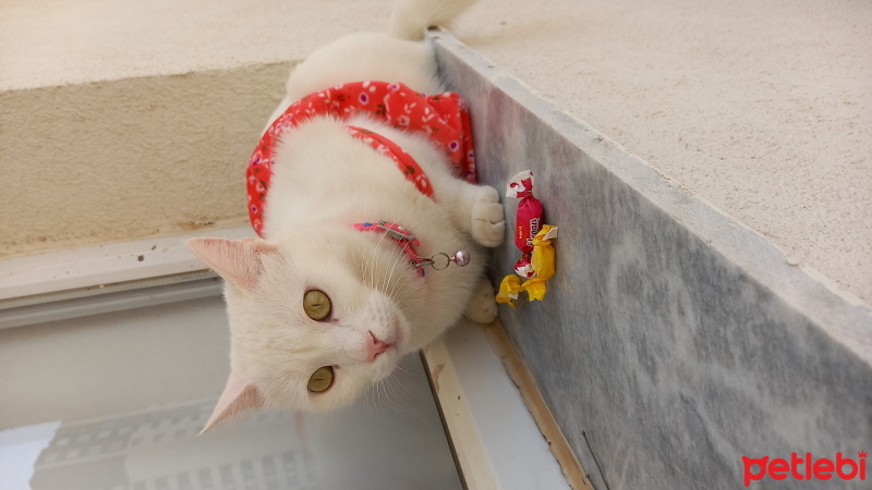 Ankara Kedisi, Kedi  Pamuk fotoğrafı