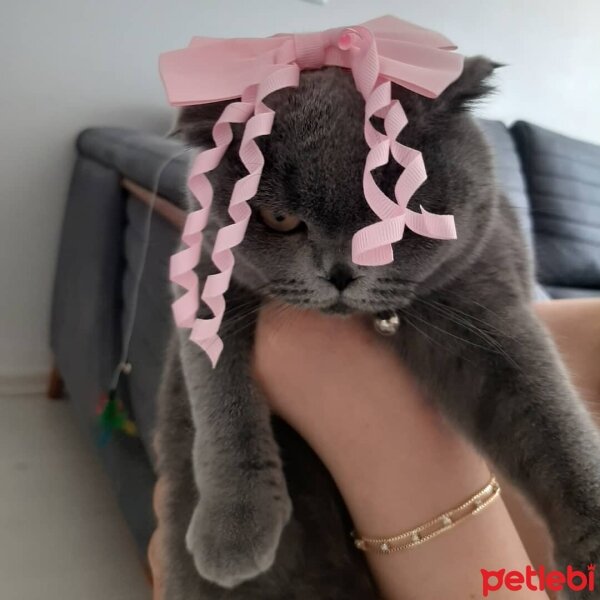 Scottish Fold, Kedi  Yumak fotoğrafı