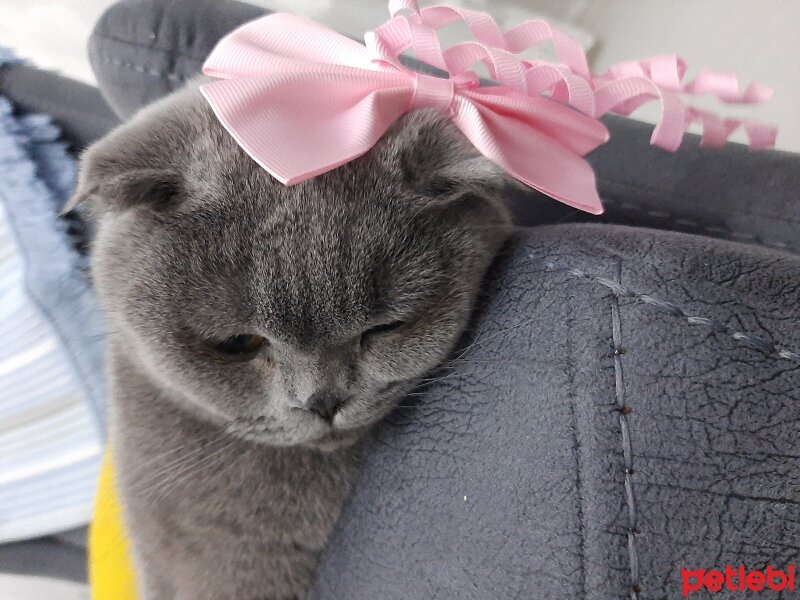 Scottish Fold, Kedi  Yumak fotoğrafı