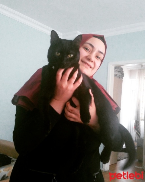 Tekir Kedi, Kedi  Kömür fotoğrafı