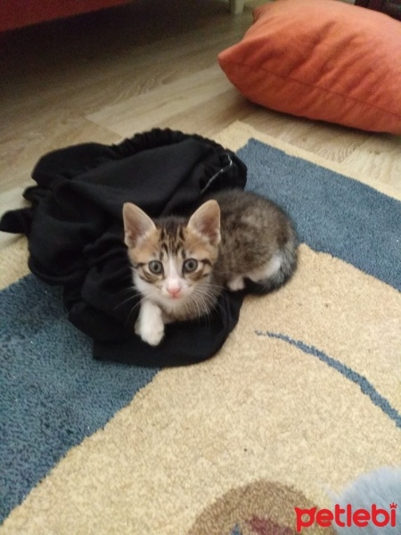 Tekir Kedi, Kedi  Kömür fotoğrafı