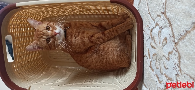 Sarman, Kedi  Tarçın fotoğrafı