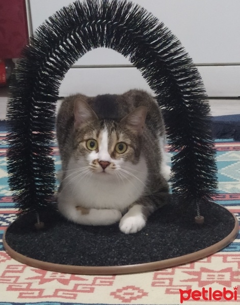 Tekir Kedi, Kedi  Miskin fotoğrafı