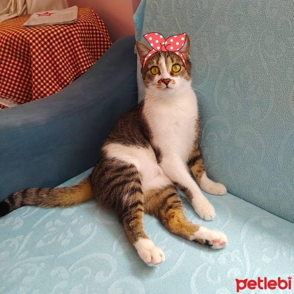 Tekir Kedi, Kedi  Miskin fotoğrafı