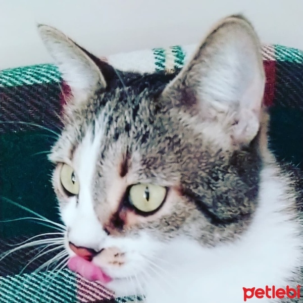 Tekir Kedi, Kedi  Miskin fotoğrafı
