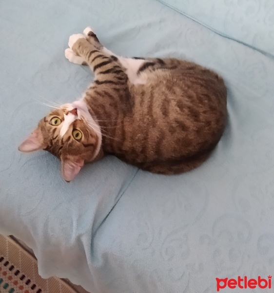 Tekir Kedi, Kedi  Paşam fotoğrafı