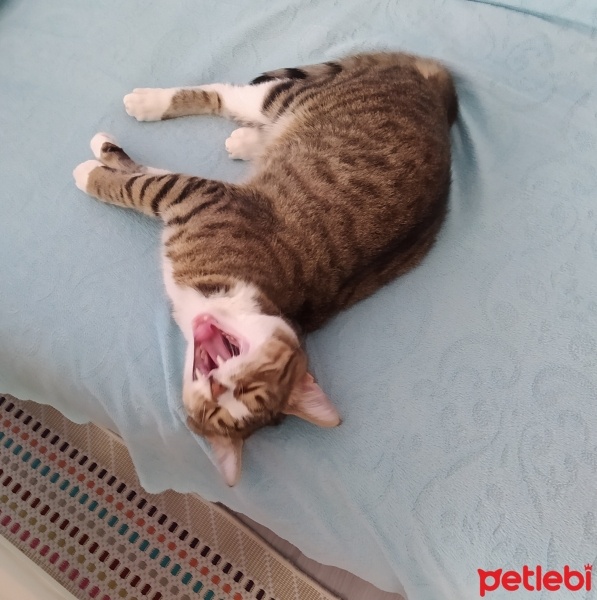 Tekir Kedi, Kedi  Paşam fotoğrafı