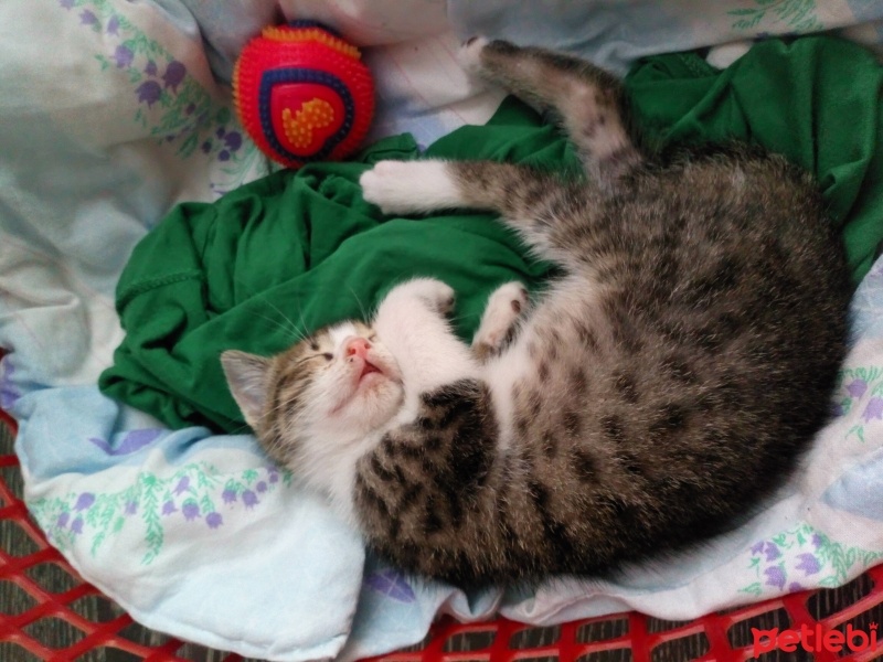 Tekir Kedi, Kedi  Kekik fotoğrafı