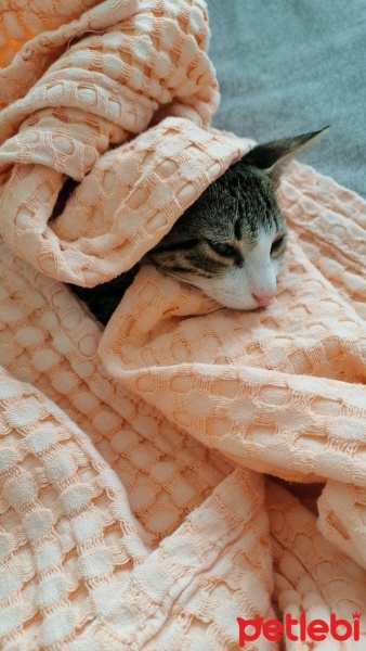 Tekir Kedi, Kedi  Kekik fotoğrafı