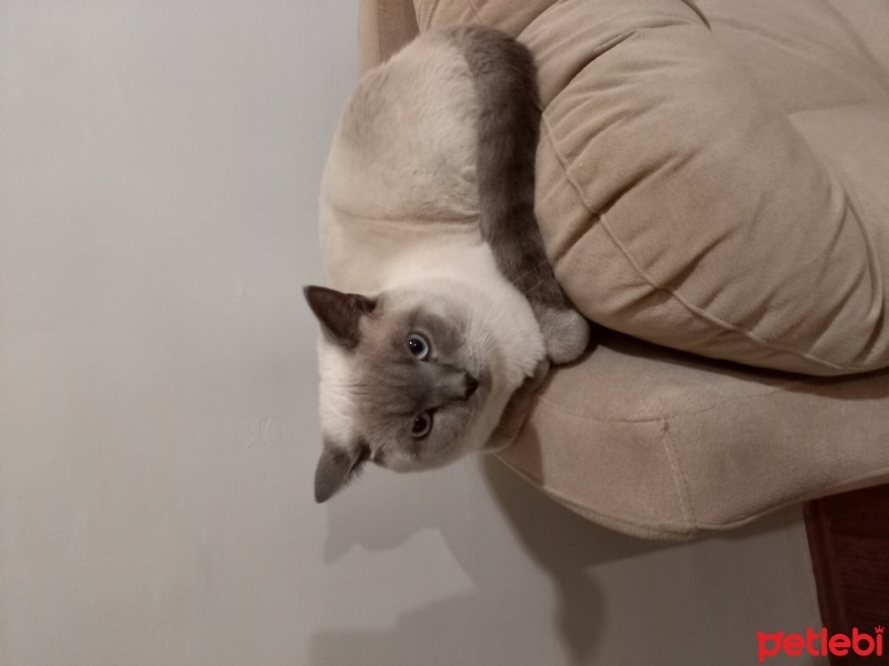 British Shorthair, Kedi  pati fotoğrafı
