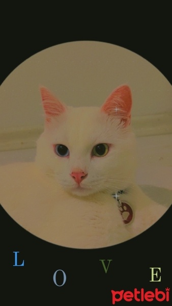 Van Kedisi, Kedi  PAŞA fotoğrafı