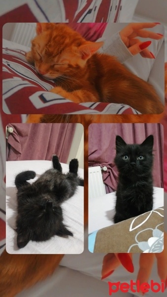 Sarman, Kedi  Sarı kafa ve esmer şeker fotoğrafı