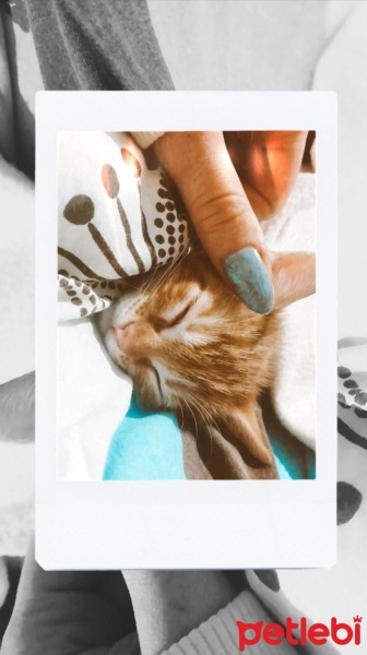 Sarman, Kedi  Sarı kafa ve esmer şeker fotoğrafı