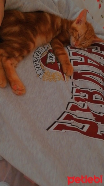 Sarman, Kedi  Sarı kafa ve esmer şeker fotoğrafı