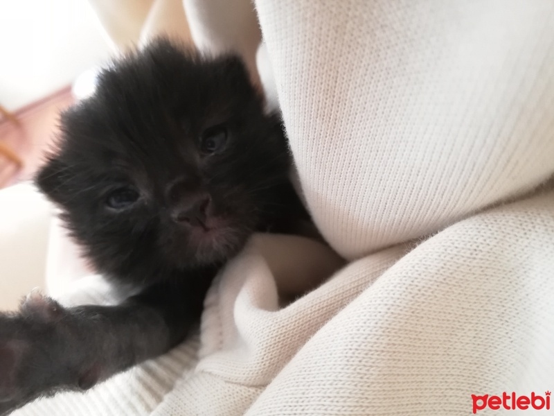Sarman, Kedi  Sarı kafa ve esmer şeker fotoğrafı