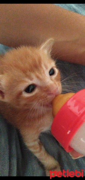 Sarman, Kedi  Sarı kafa ve esmer şeker fotoğrafı