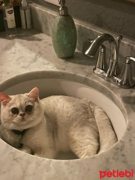 British Shorthair, Kedi  Pamuk fotoğrafı