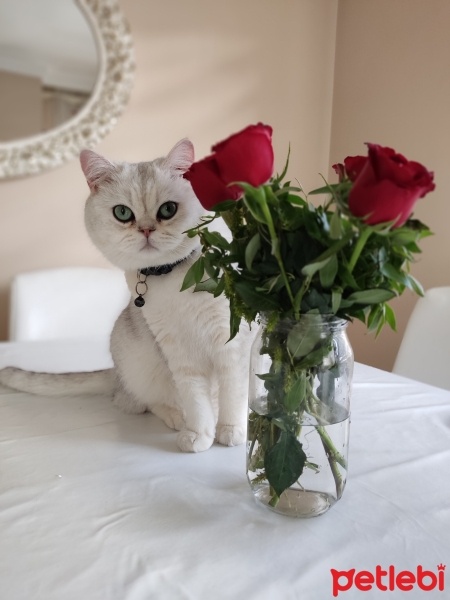 British Shorthair, Kedi  Pamuk fotoğrafı