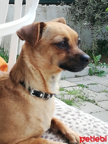 Chihuahua, Köpek  sindyy fotoğrafı