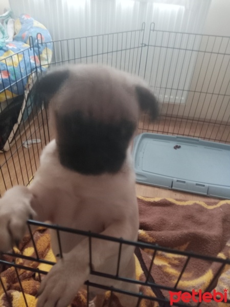 Pug, Köpek  Duman fotoğrafı