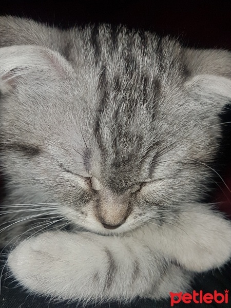 Scottish Fold, Kedi  HERA fotoğrafı