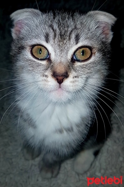 Scottish Fold, Kedi  HERA fotoğrafı