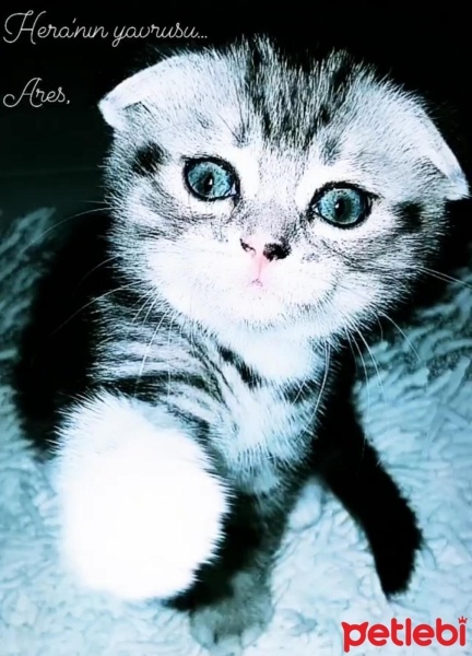 Scottish Fold, Kedi  HERA fotoğrafı