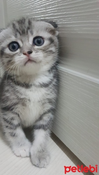 Scottish Fold, Kedi  HERA fotoğrafı