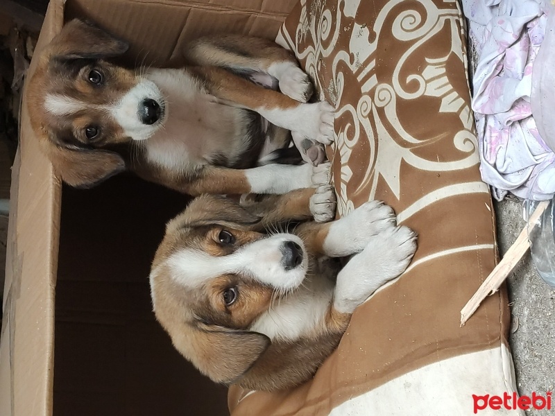 Beagle, Köpek  Yavru beagle kırmaları fotoğrafı