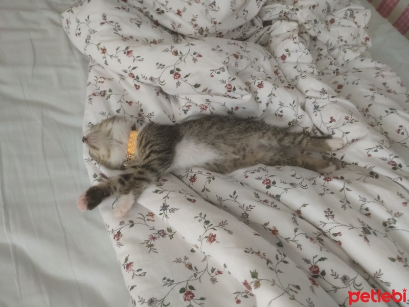 Tekir Kedi, Kedi  Turşu fotoğrafı