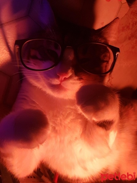 Tekir Kedi, Kedi  ARES fotoğrafı