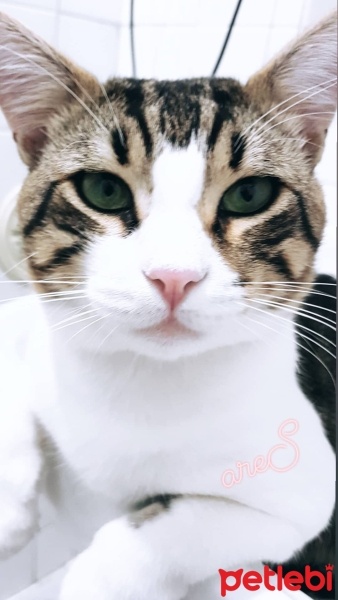 Tekir Kedi, Kedi  ARES fotoğrafı