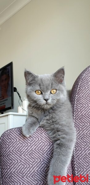 British Shorthair, Kedi  Lila fotoğrafı