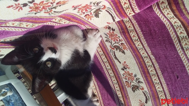 Tekir Kedi, Kedi  gece fotoğrafı