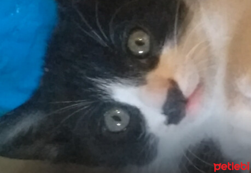 Tekir Kedi, Kedi  gece fotoğrafı