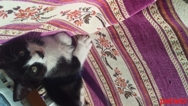 Tekir Kedi, Kedi  gece fotoğrafı