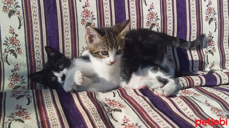 Tekir Kedi, Kedi  gece fotoğrafı