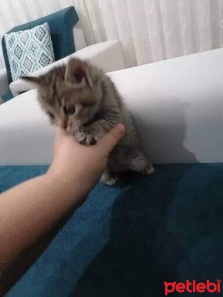 Tekir Kedi, Kedi  Pamuk fotoğrafı