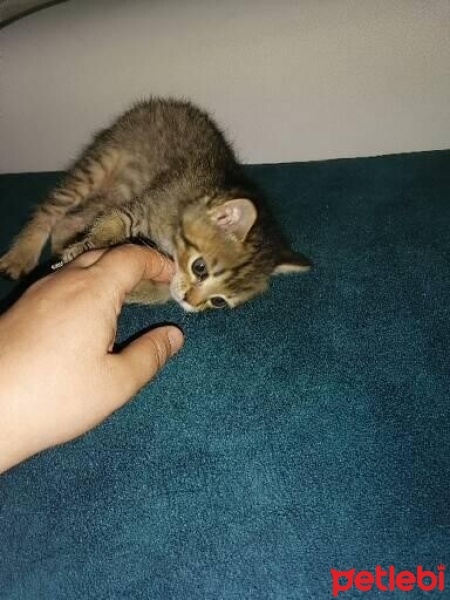 Tekir Kedi, Kedi  Pamuk fotoğrafı