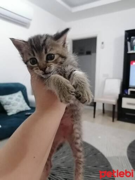 Tekir Kedi, Kedi  Pamuk fotoğrafı
