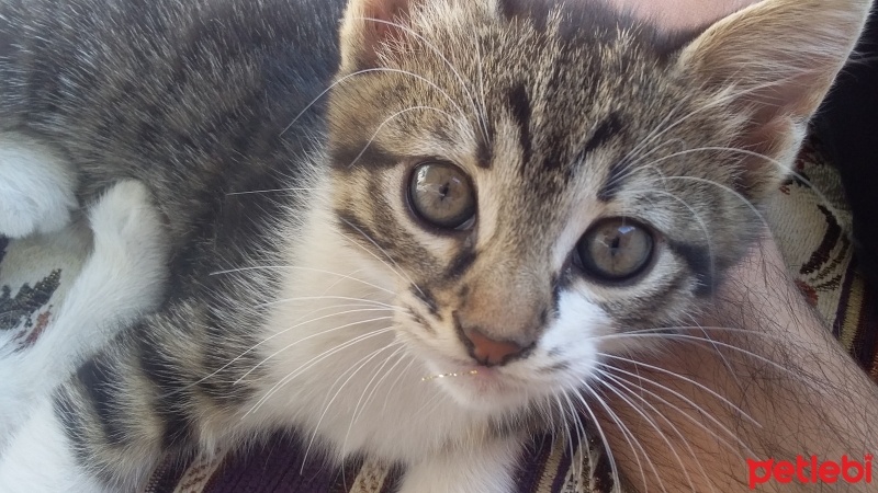 Tekir Kedi, Kedi  çimçik fotoğrafı