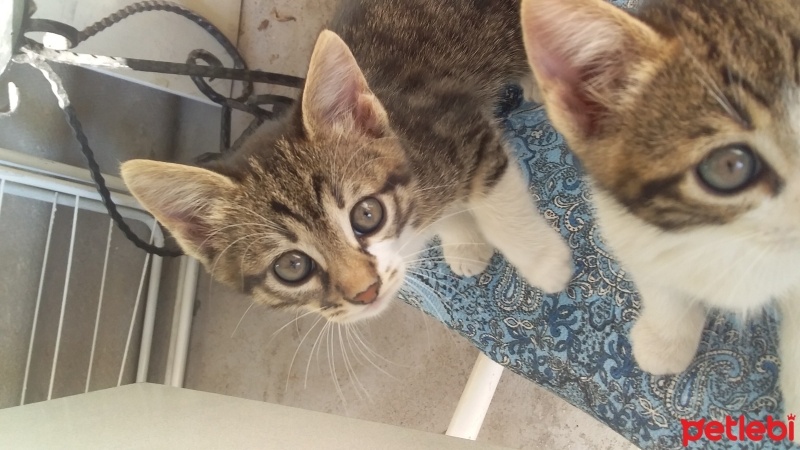 Tekir Kedi, Kedi  çimçik fotoğrafı