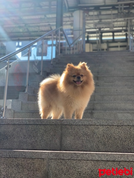 Pomeranyalı, Köpek  Dexter fotoğrafı