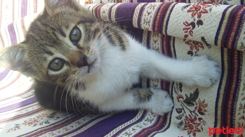 Tekir Kedi, Kedi  candy fotoğrafı
