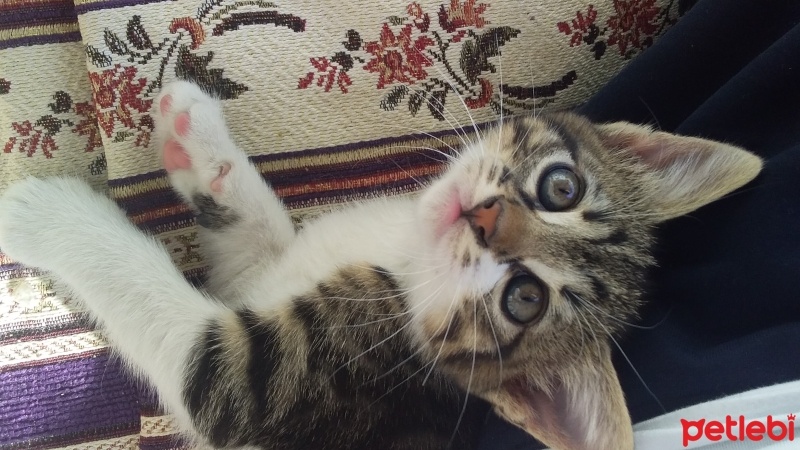 Tekir Kedi, Kedi  candy fotoğrafı