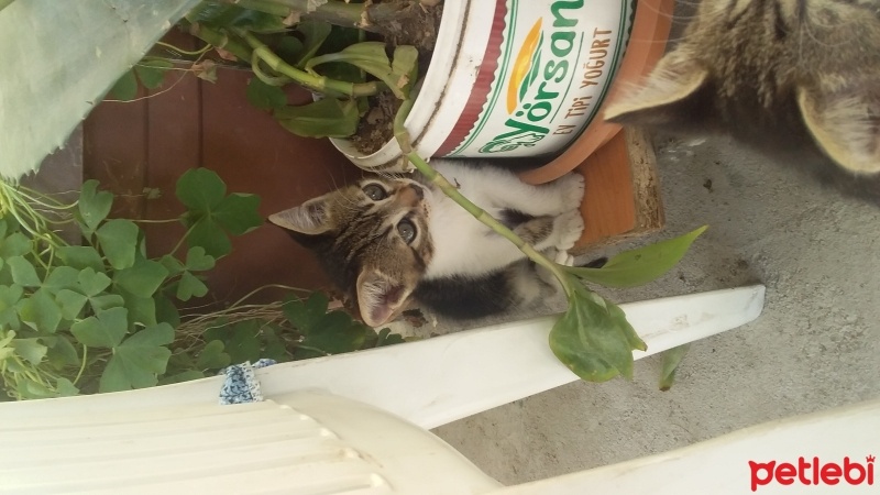 Tekir Kedi, Kedi  candy fotoğrafı
