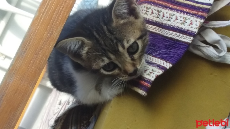 Tekir Kedi, Kedi  candy fotoğrafı
